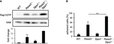 The critical role of Rap1-GAPs Rasa3 and Sipa1 in T cells for pulmonary transit and egress from the lymph nodes